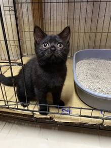 Scottish Straight Female black marble
