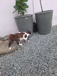 kucing betina