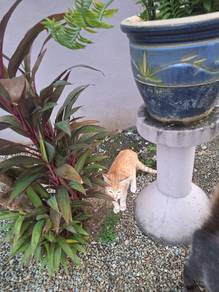 kucing jantan