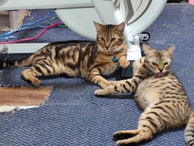 bengal marble spotted