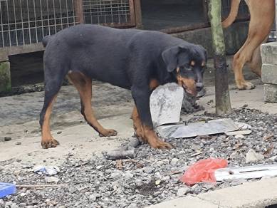 rottweiler puppies 