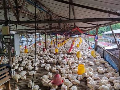 Ladang Ayam+Tanah Untuk Dijual–6 Reban Siap Operasi | Kedah
