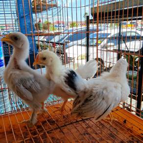Ayam Japanese Bantam 