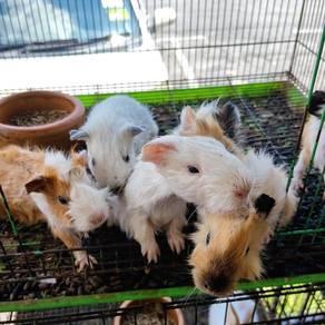 Guinea Pig
