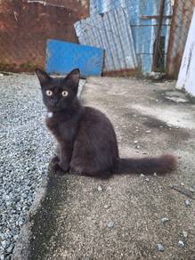 kucing hitam jantan