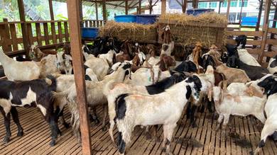 kambing