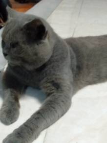 British Shorthair 