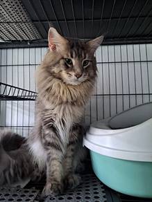 Mainecoon