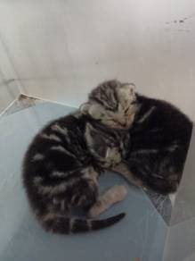The new Pure ASH kittens available