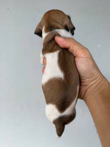 dachshund (sausage) puppy