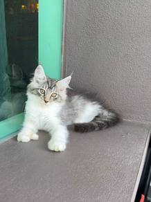 Mainecoon kucing