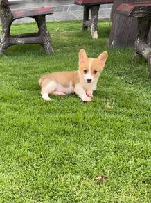 Pure Corgi puppy
