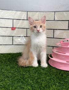 Male Mainecoon kitten