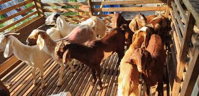 kambing