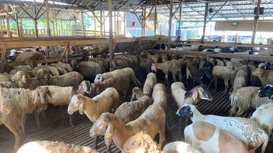 kambing