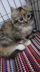 Anak Kucing Parsi untuk dilepaskan 