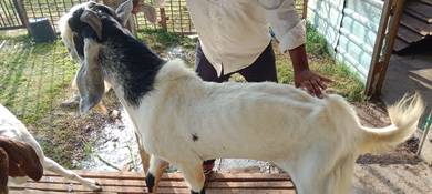 Kambing Jantan 