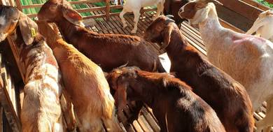 Kambing