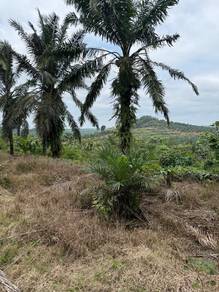 Yong Peng 21.6 Acres Land