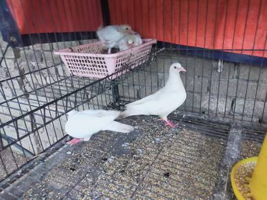 merpati racing homer pigeon