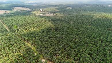 Kota tinggi mawai agricultural land for sale