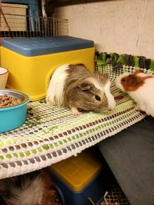 Guinea Pig Petting Service/Hotel/Boarding