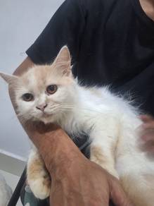 kucing jantan 1 tahun