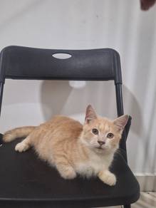kucing jantan 8 bulan