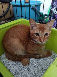 Oyen for Rehome