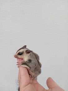 sugar glider white face baby