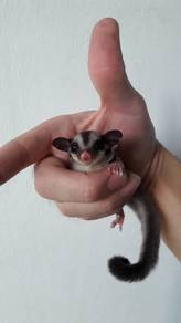 sugar glider classic grey baby