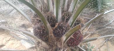 SAWIT 3 ekar POKOK MUDA Perak Tengah Perak