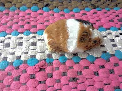 Guinea pig home breed Colorful many chose Selangor