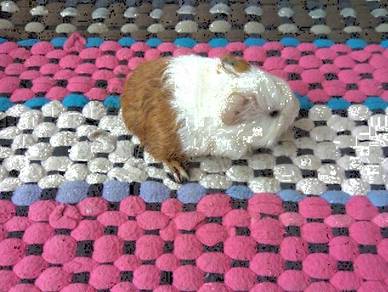 Guinea pig home breed Colorful many chose Selangor