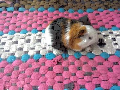 Guinea pig home breed Colorful many chose Selangor