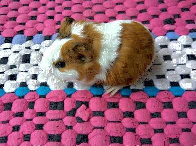Guinea pig home breed Colorful many chose Selangor