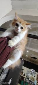 kitten sales