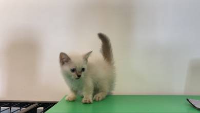 muchkin kitten
