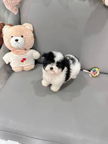 Mini Grey white poodle 