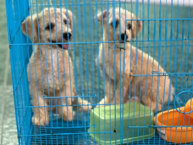 poodle puppy