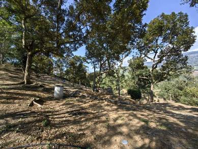4 Acres Freehold Old Trees Durian Farm Cheroh Raub