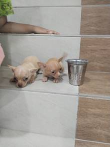 Chihuahua puppy 