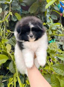 tiny pomeranian