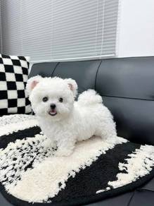 Mickey ear Mini Bichon 