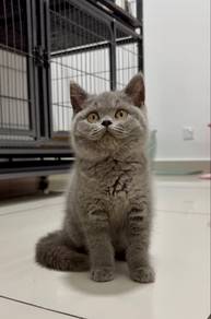 British Shorthair Blue