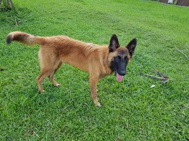 Male Belgian Malinois Sale. Price can Negotiate