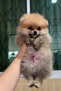 Pomeranian