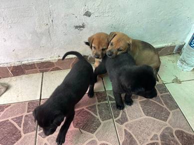 anjing kampung