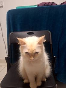 kucing jantan