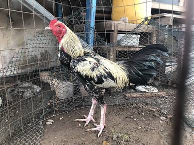 Ayam sabung jantan